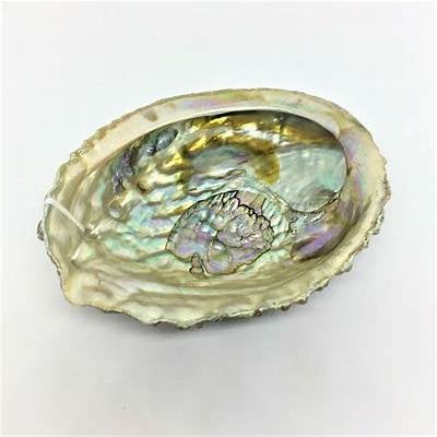 Abalone Shell